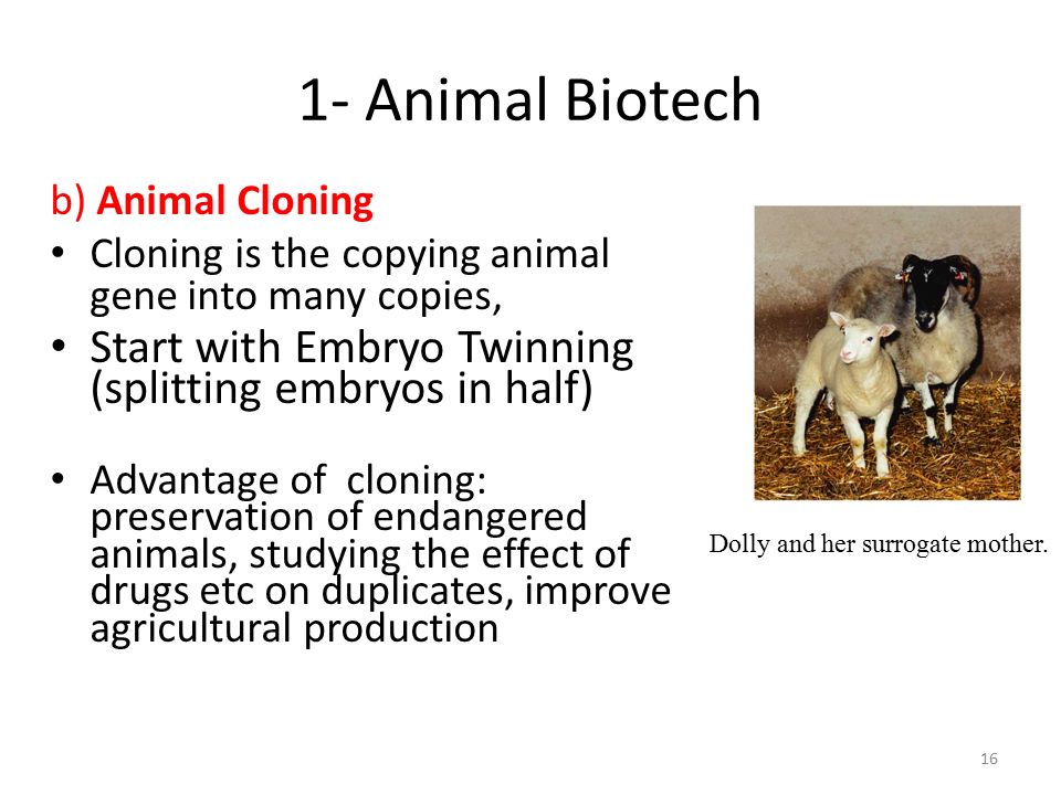 ANIMAL BIOTECHNOLOGY. - ppt video online download