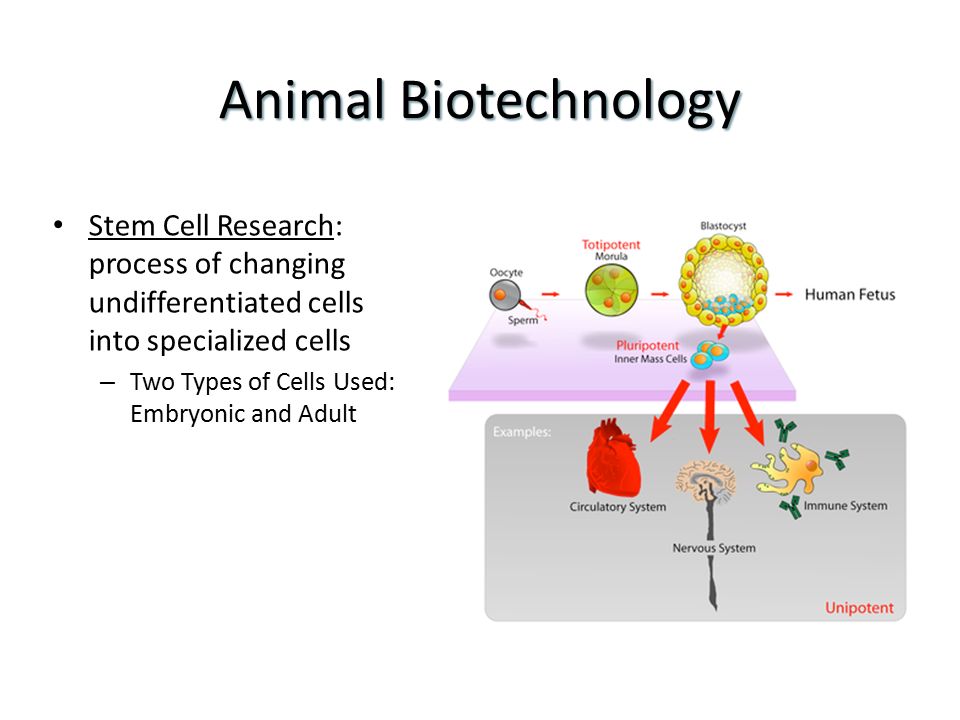 ANIMAL BIOTECHNOLOGY. - ppt video online download