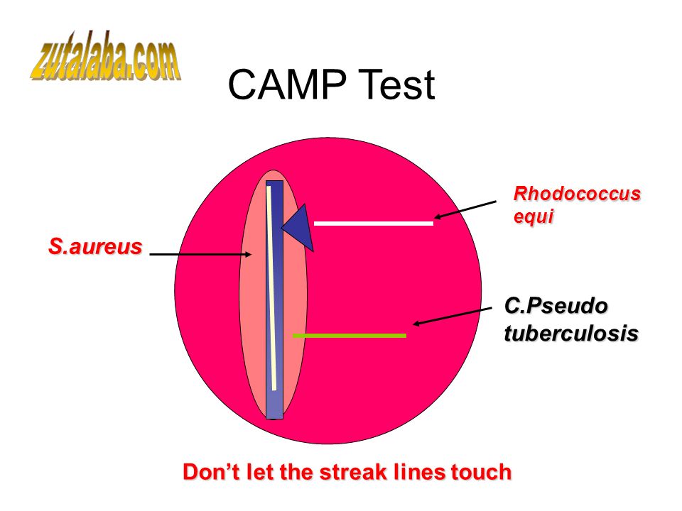 The Reverse CAMP test with Corynebacterium pseudotuberculosis and Staphylococcus aureus on blood agar.