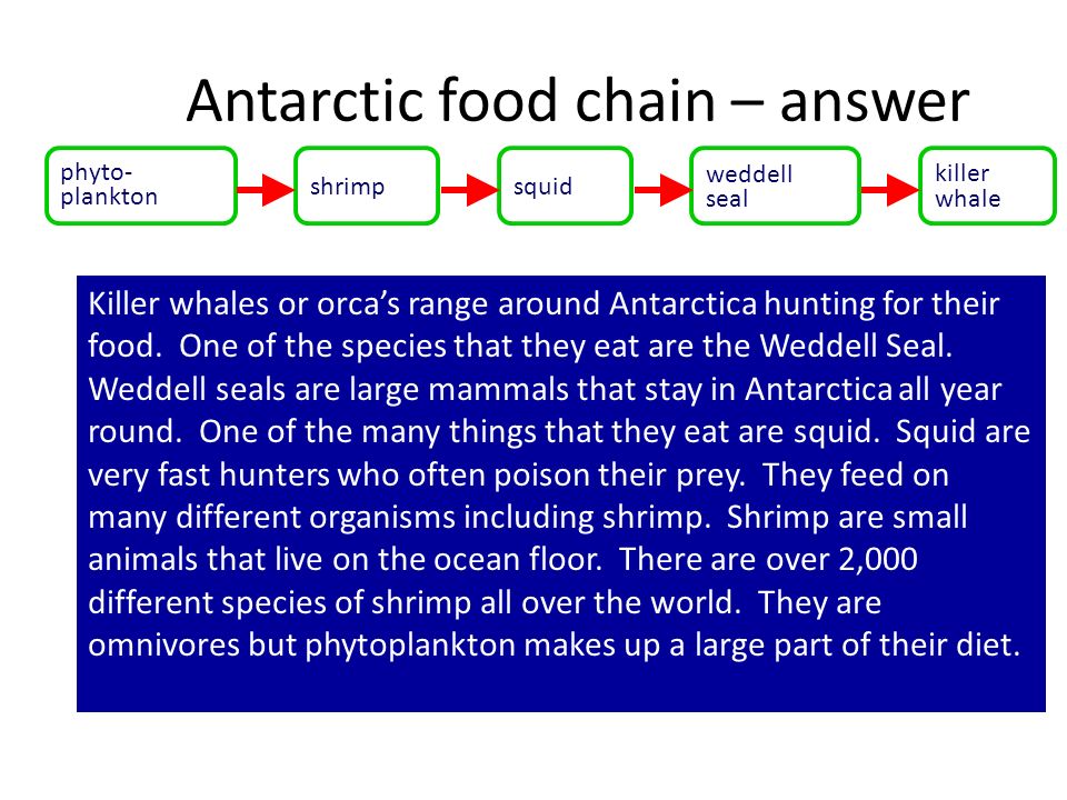 Antarctic food chain – information Biology Diagrams