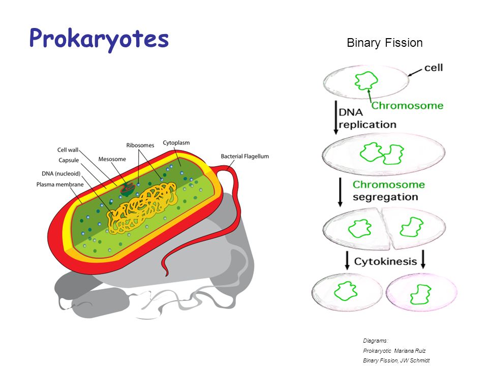 Возникновение фотосинтеза у прокариот. Prokaryotes. Prokaryotic Cell. Prokaryotic Cell function. Eu prokaryotes.
