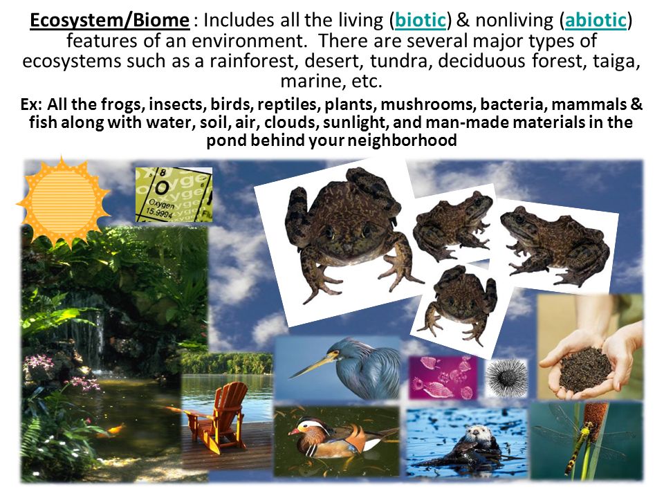 Interactions Within the Environment - ppt download