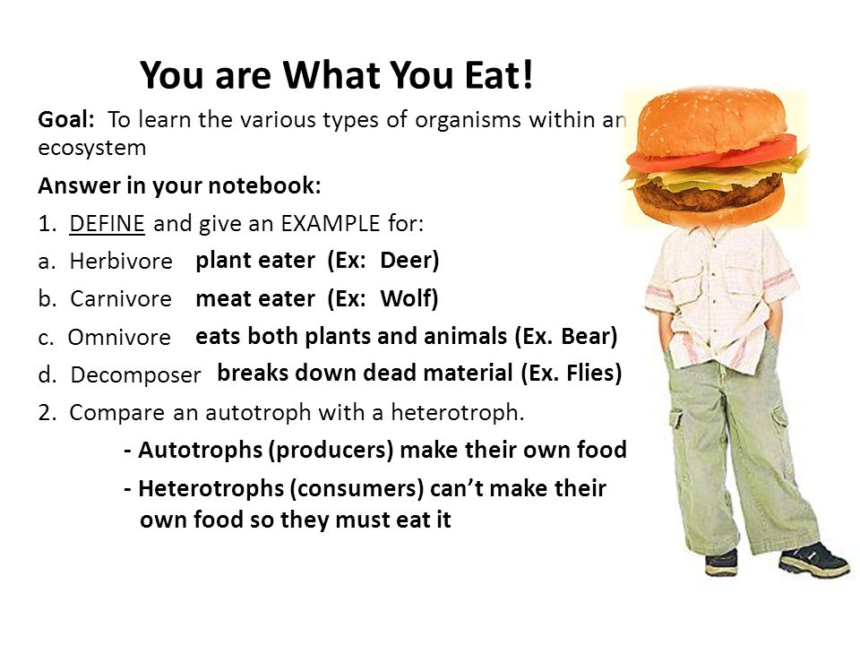 Interactions Within the Environment - ppt download