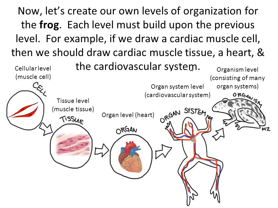 Interactions Within the Environment - ppt download