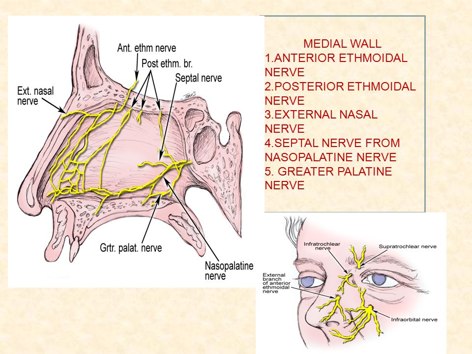 Nasal patch перевод. Posterior ethmoidal nerve.