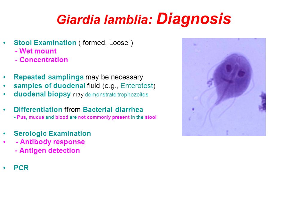 giardia lamblia diagnosis)