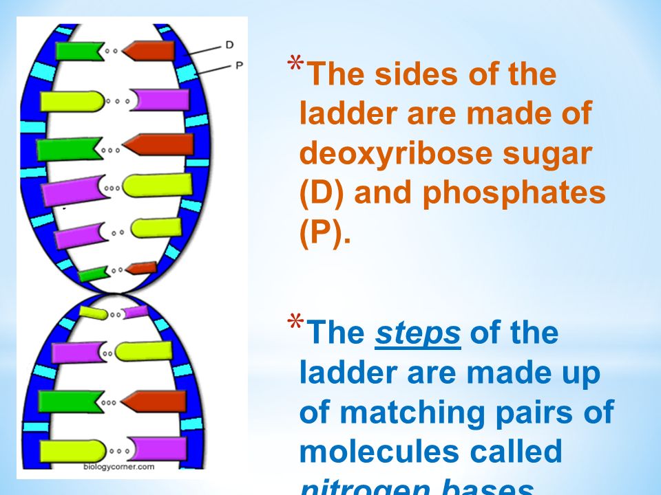 DNA – Show Me What You're Made of!! - ppt video online download