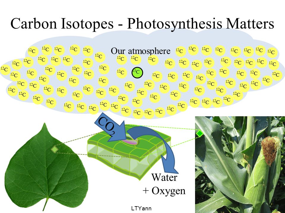 Carbon Isotopes - Photosynthesis Matters