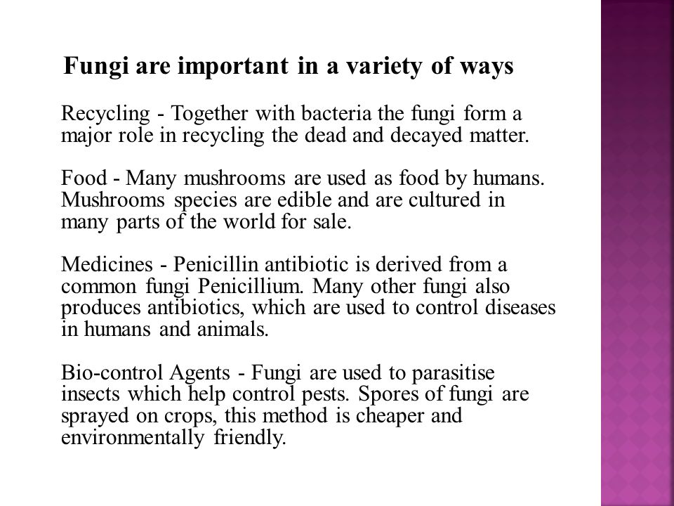 Fungi are important in a variety of ways