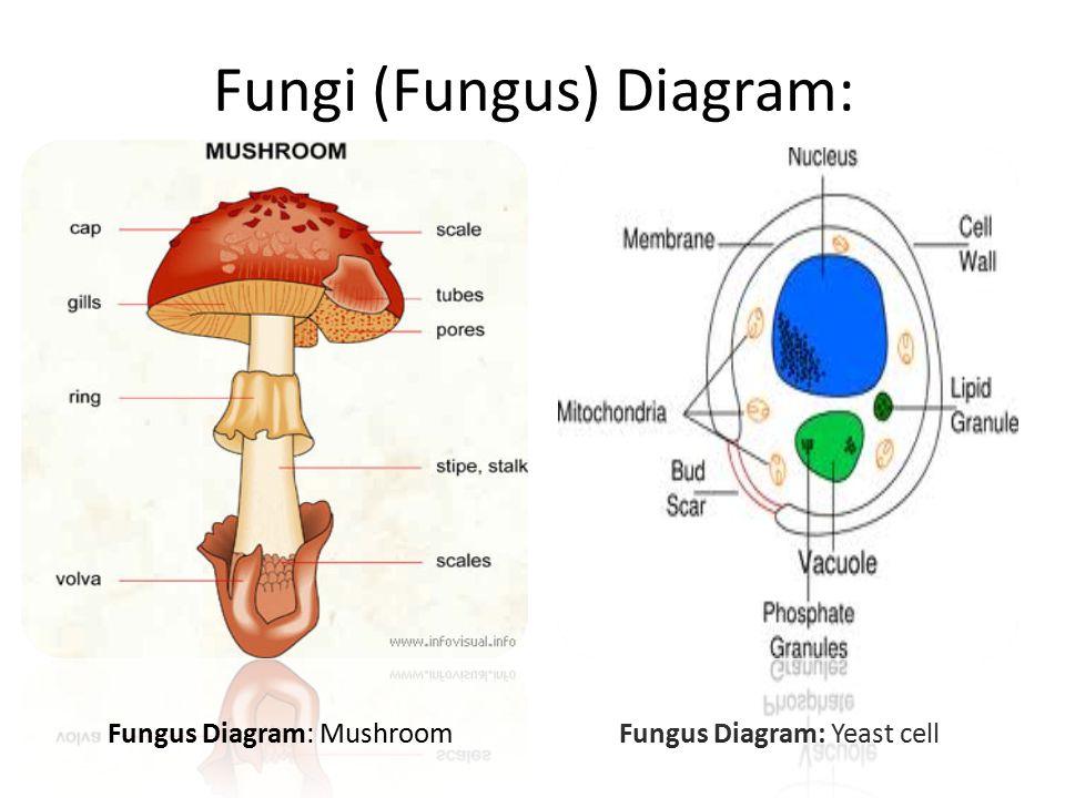 fungi diagram kingdom