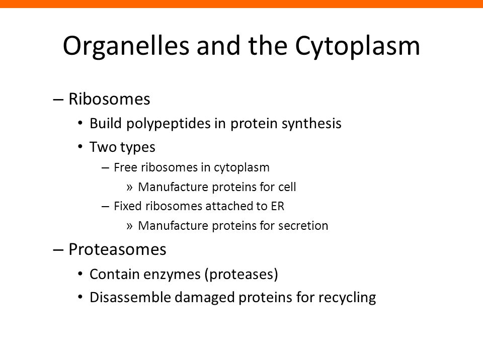 Organelles and the Cytoplasm