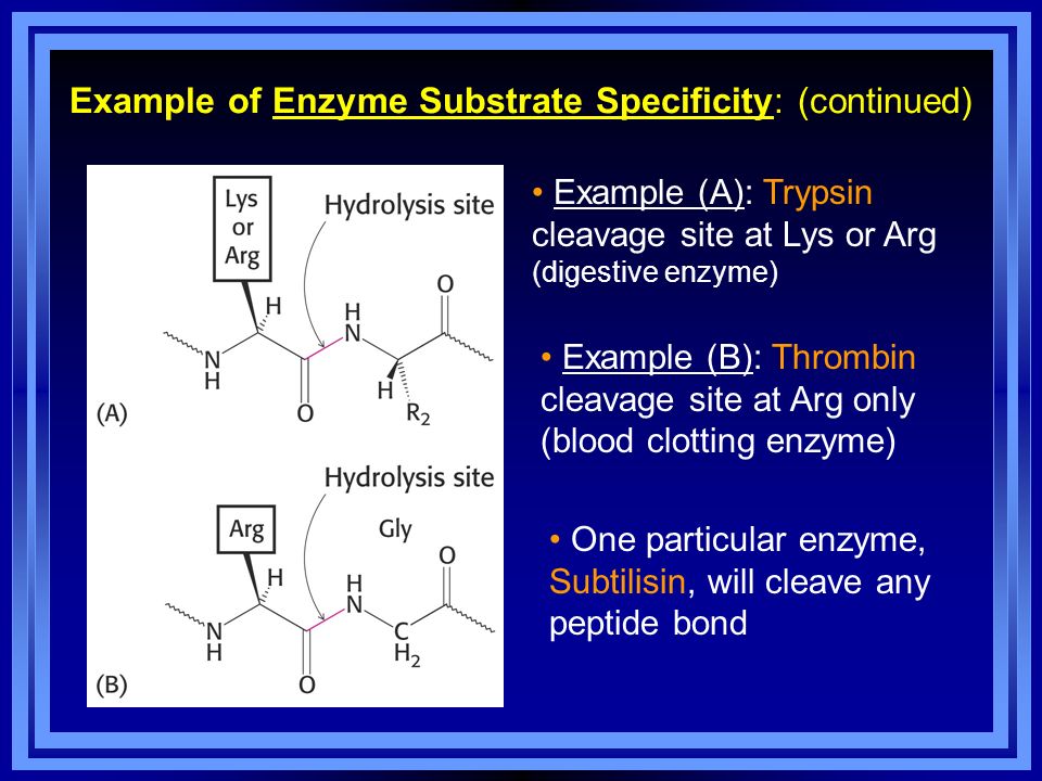 Пав энзимы. Enzyme specificity. What is Enzyme. Subtilisin Enzyme. Пептид энзим.