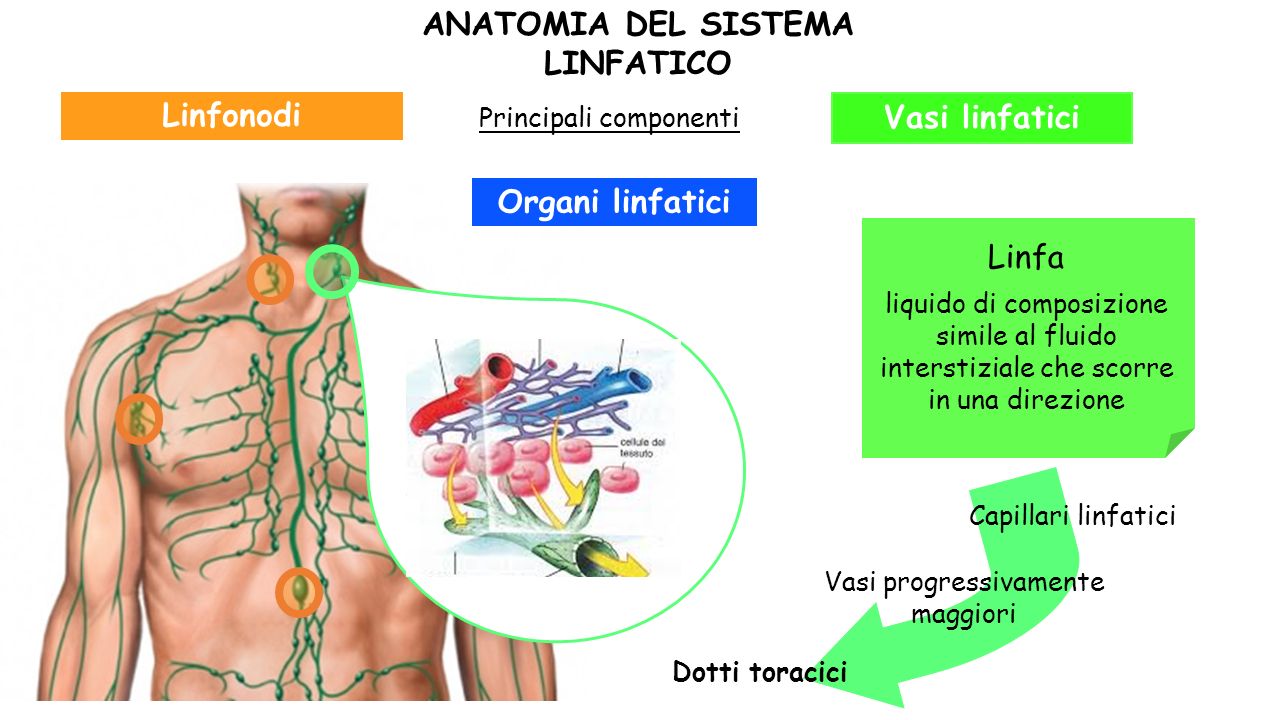 Il Sistema Linfatico E L Immunita Ppt Video Online Download