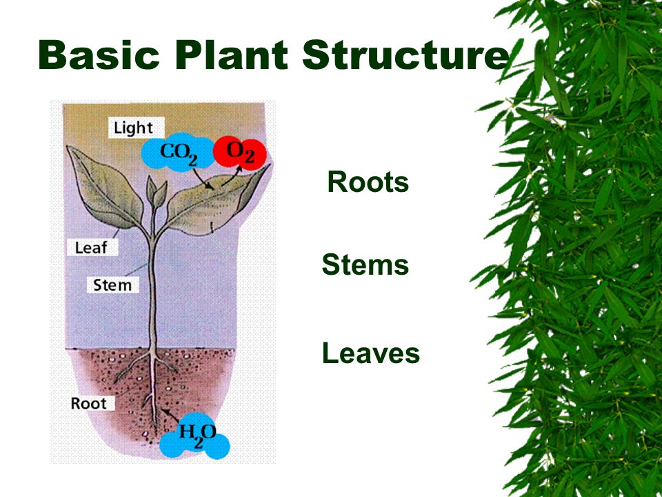 Plant structure. Stem root and Leaf structure. Stem Flower Leaf structure. The Internal structure of the Plant Stem. Root structure.