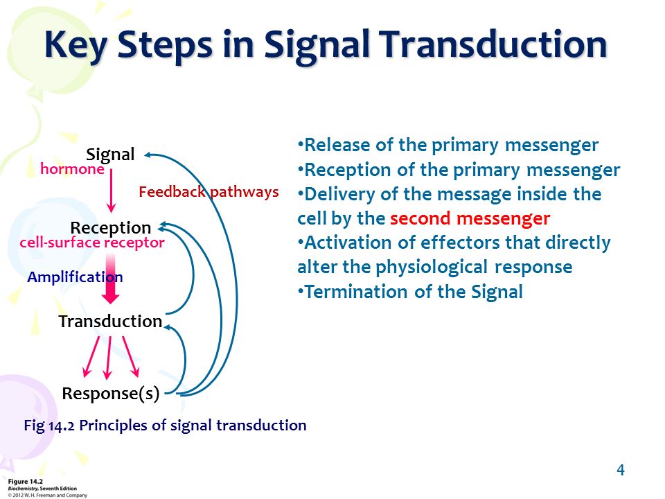Chapter 14 Signal Transduction Pathways Ppt Download