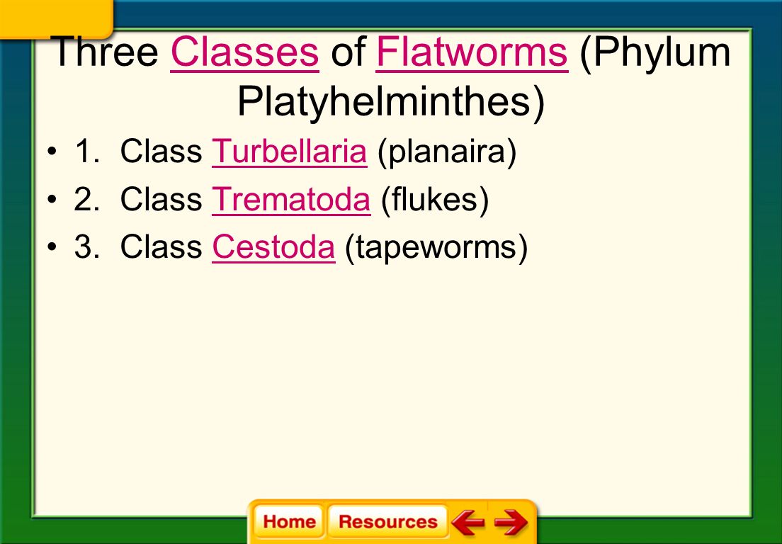 Vierme - Wikipedia - Platyhelminthes 3 clase, Acoela vs platyhelminthes