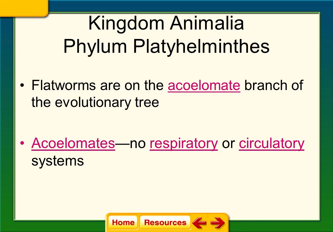 platyhelminthes 3 clase)
