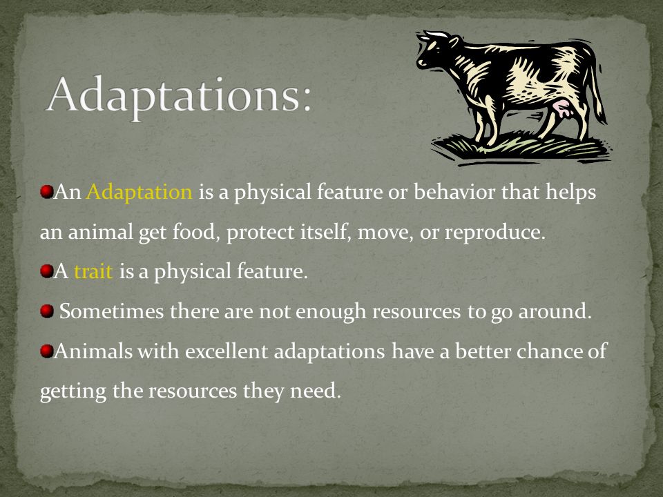 How Do Animals Adapt? Animals inherit characteristics from their parents.  These special features and behaviors help them survive. - ppt video online  download