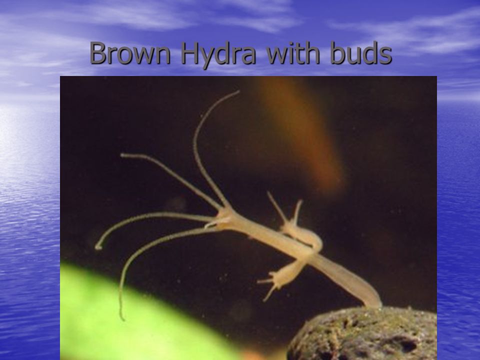 Hydra, jellyfish, coral, & sea anemones - ppt video online download