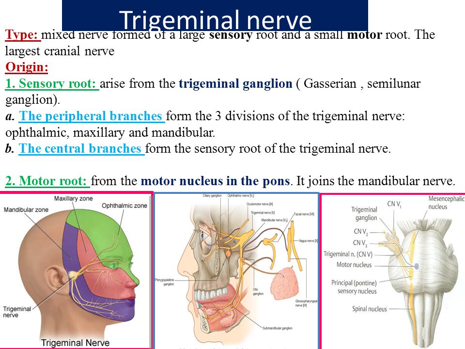 Mandibular Nerve v3: motor and sensory branches Diagram