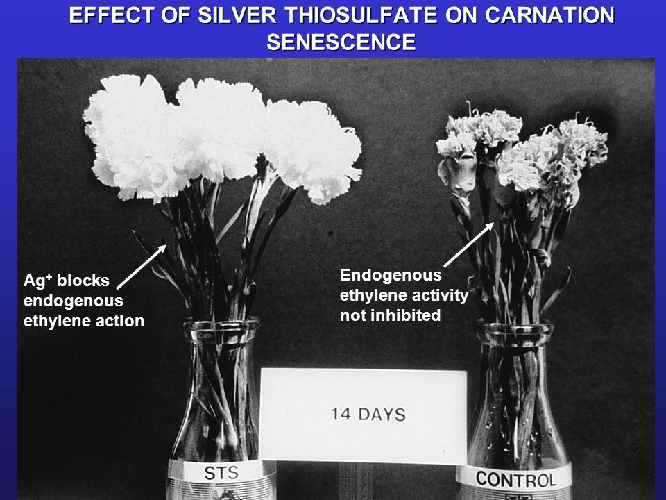 EFFECT OF SILVER THIOSULFATE ON CARNATION SENESCENCE