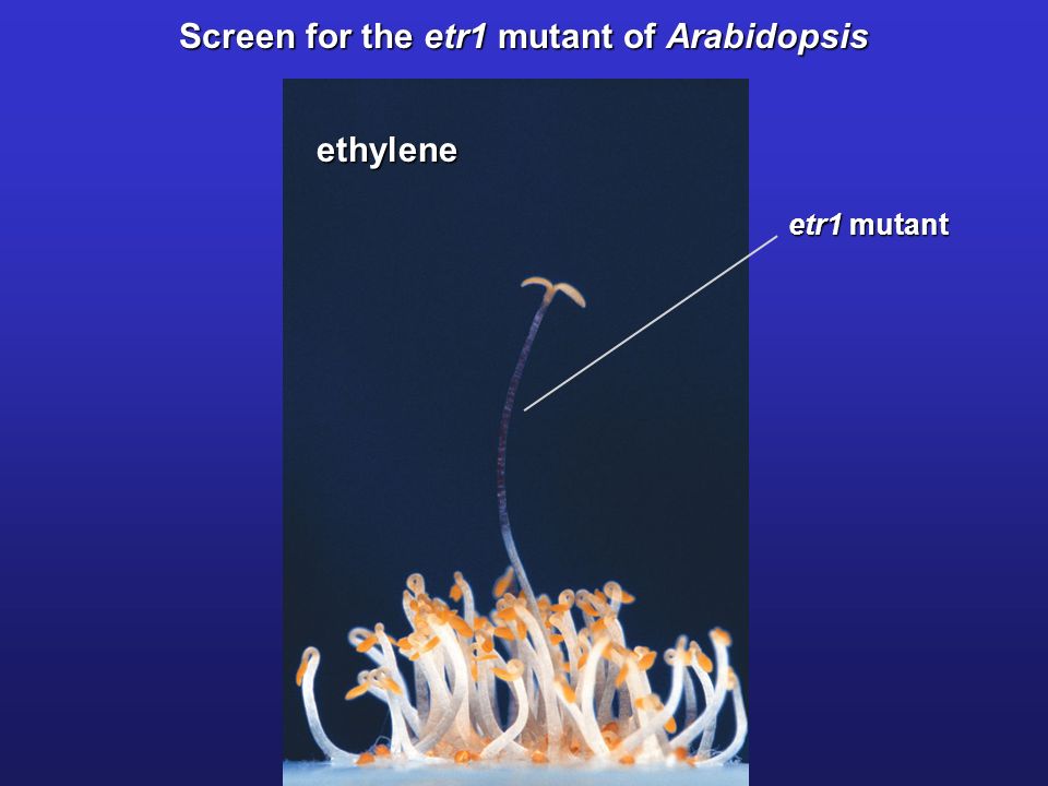 Screen for the etr1 mutant of Arabidopsis