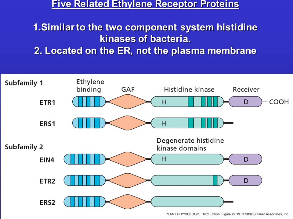 Five Related Ethylene Receptor Proteins 1