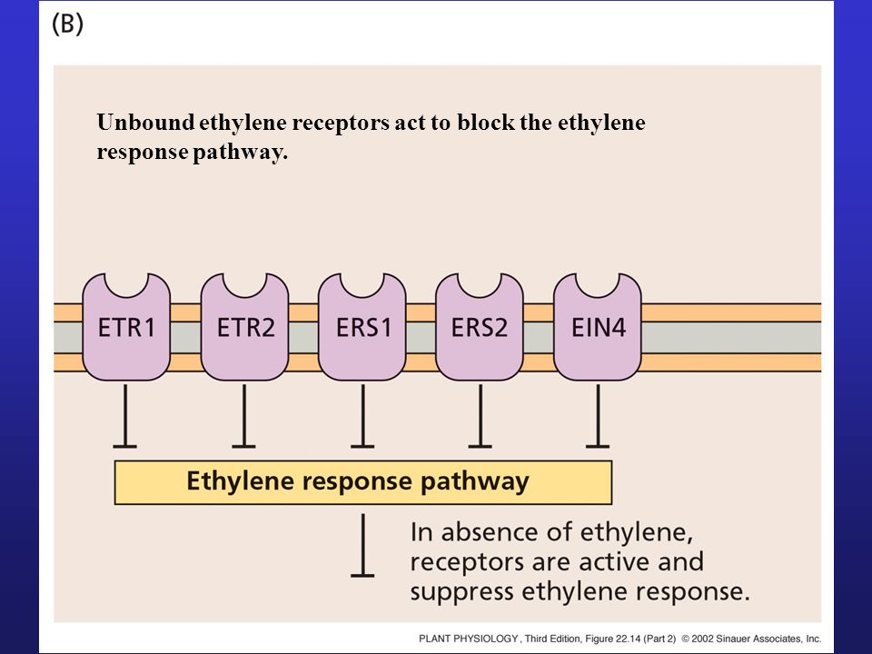 Unbound ethylene receptors act to block the ethylene response pathway.