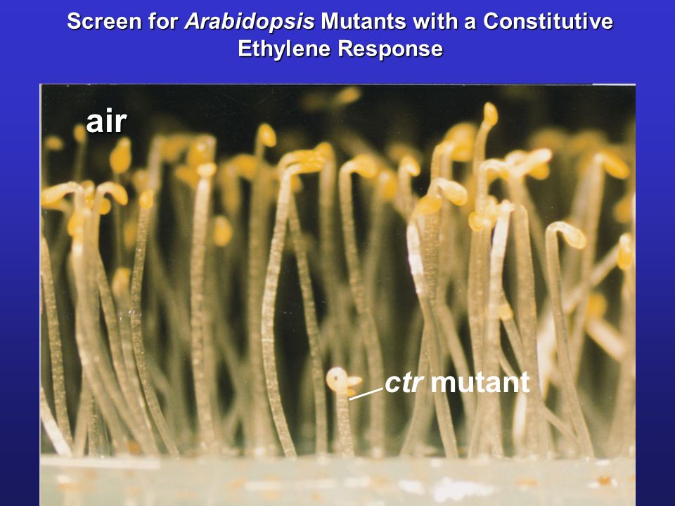 Screen for Arabidopsis Mutants with a Constitutive Ethylene Response