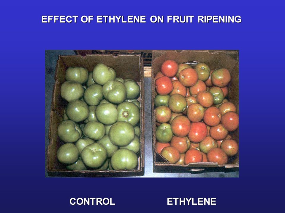 EFFECT OF ETHYLENE ON FRUIT RIPENING