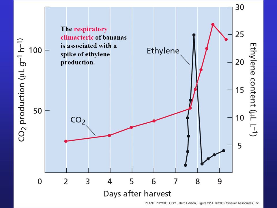 The respiratory climacteric of bananas is associated with a spike of ethylene production.