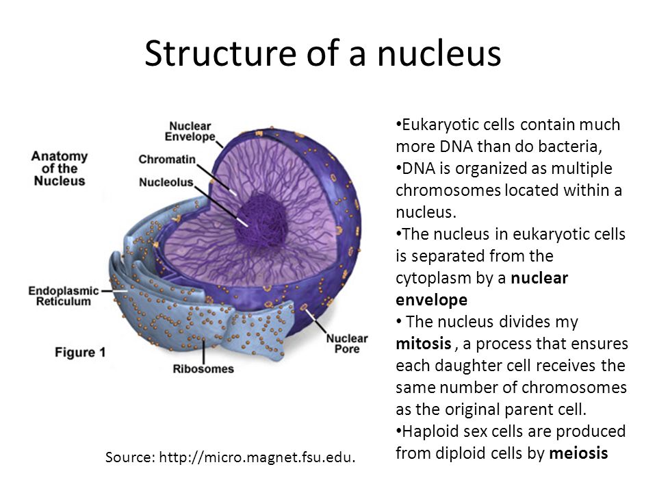 Structure And Organization Of Eukaryotic Cell Ppt Video Online Download