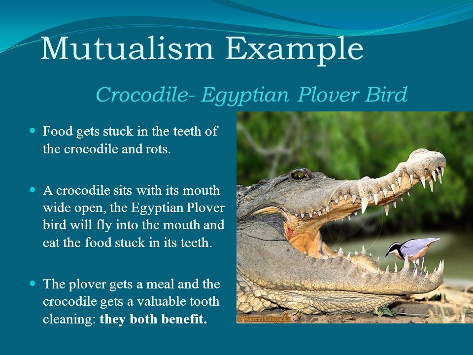 Mutualism Crocodile And Bird