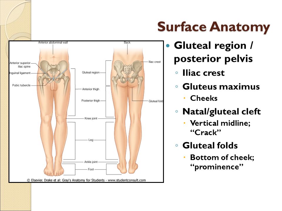 Natal/gluteal cleft. 