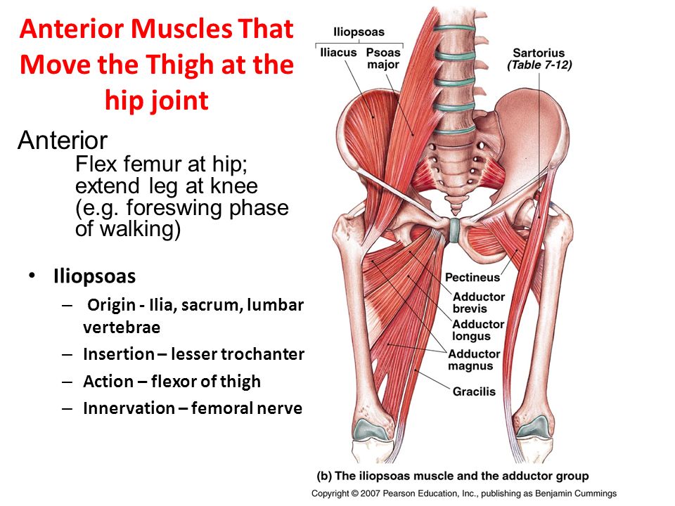 Muscles Of The Lower Extremities Ppt Video Online Download