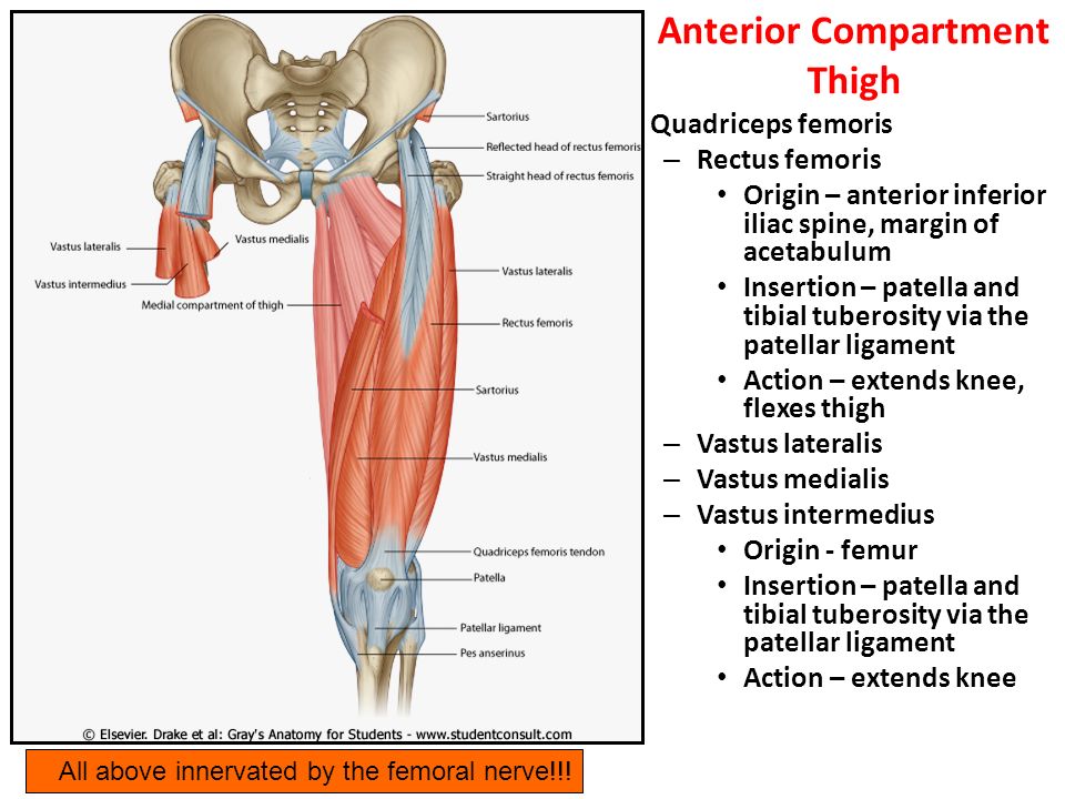 Muscles Of The Lower Extremities Ppt Video Online Download