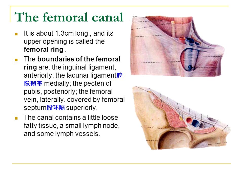 Anatomy of the Femoral Sheath, Femoral Triangle, and Adductor Canal |  Schemes and Mind Maps Anatomy | Docsity