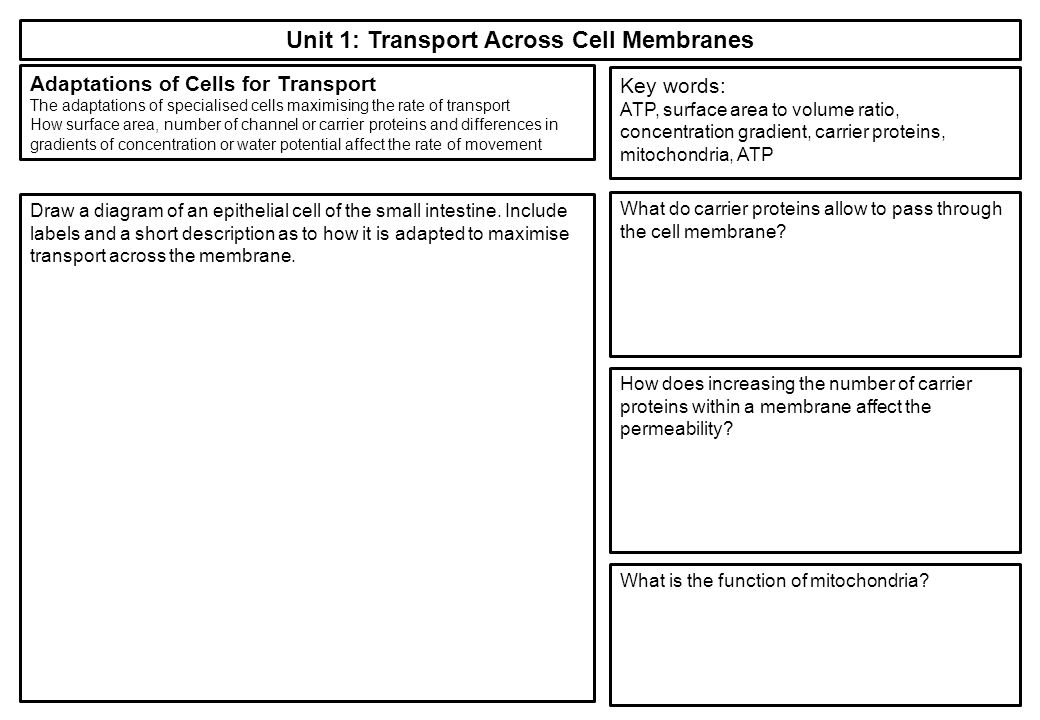 Unit 1: Transport Across Cell Membranes