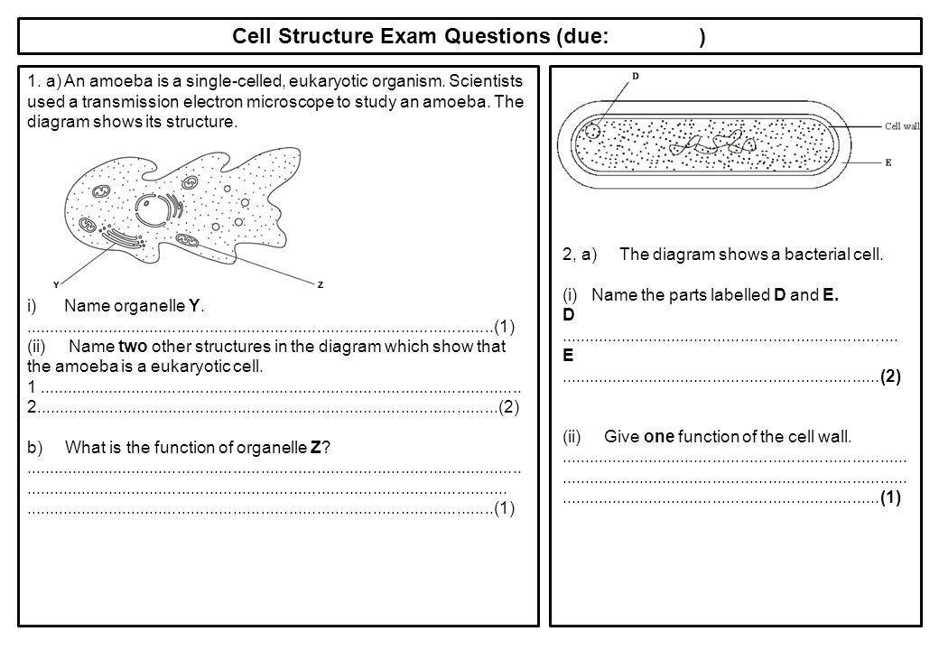 Cell Structure Exam Questions (due: )