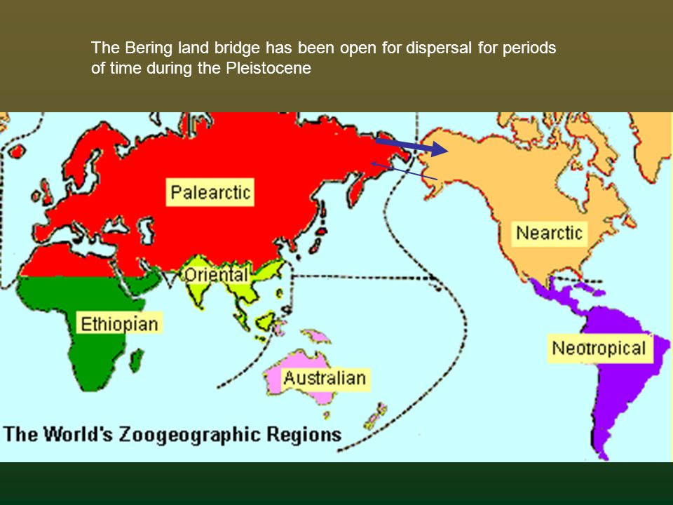 Faunal Regions Or Zoogeographical Regions Ppt Video Online Download