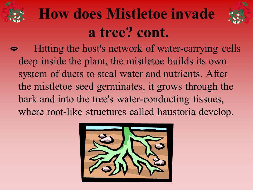 what parasitic tree kills the tree it steals nutrients from