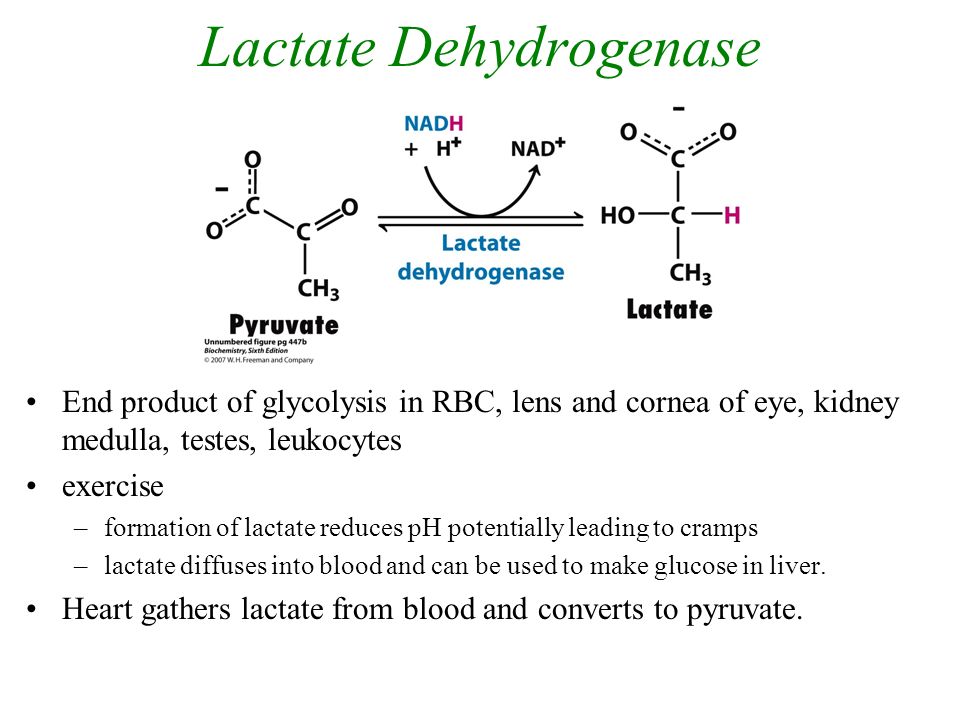 Lactate Pic