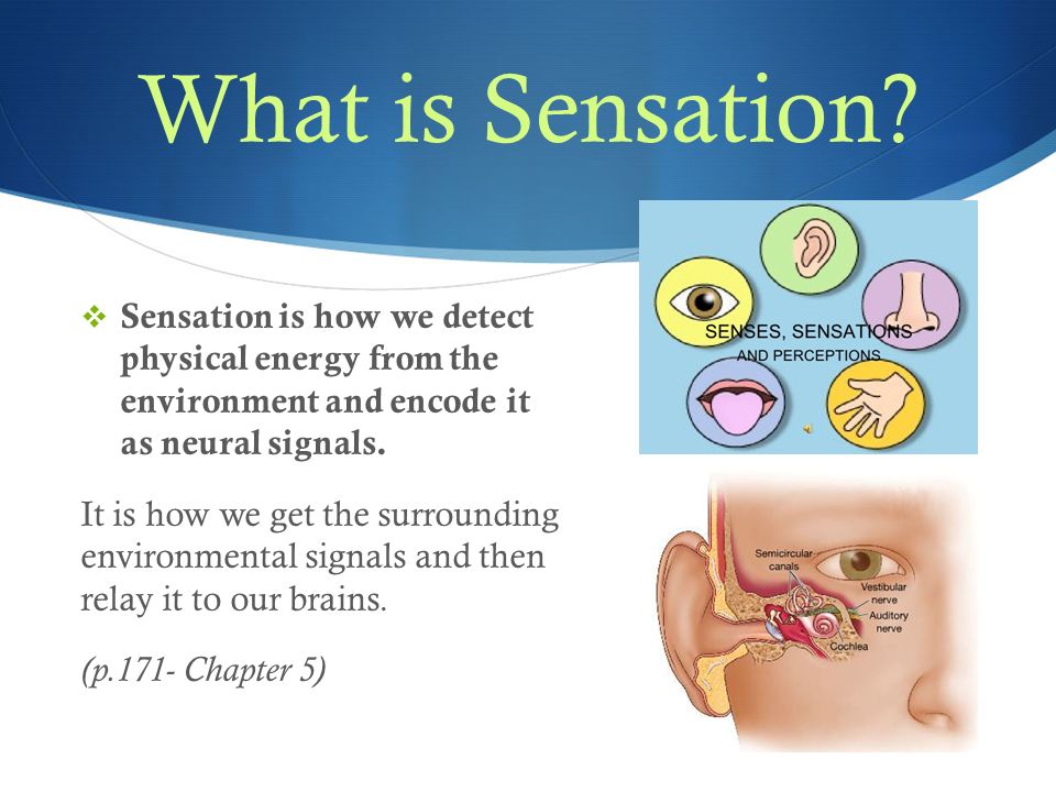 Sensation & Perception How do they work together? - ppt download
