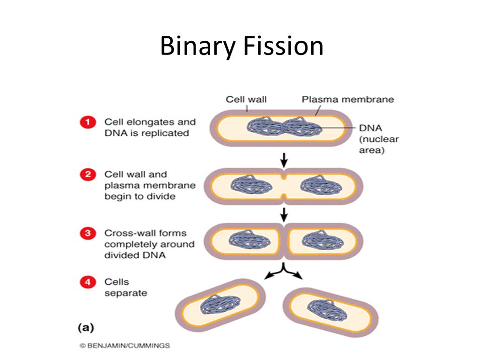 Fission перевод. Binary Fission. Binary Fission of bacteria. Bacteria reproduction. Steps of binary Fission.