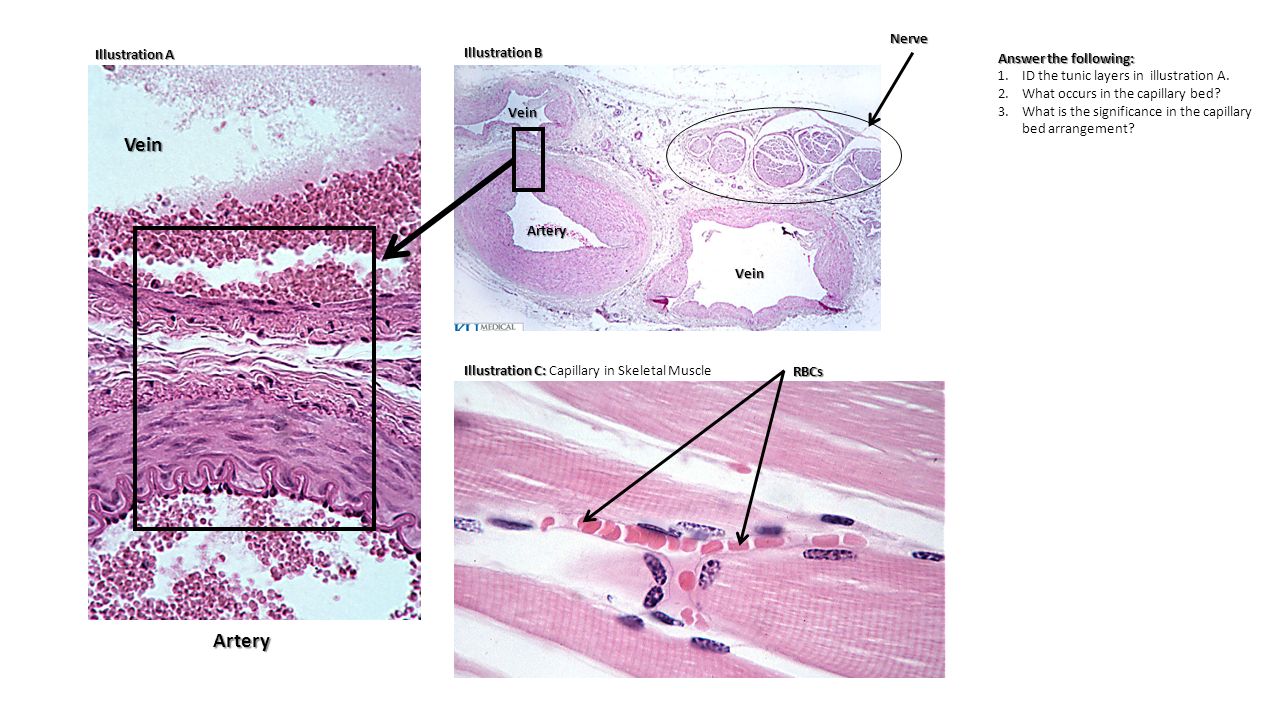 Tunica Tunica Artery Vein Capillary Ppt Download Tunica Tunica Artery Vein Capillary Ppt Download