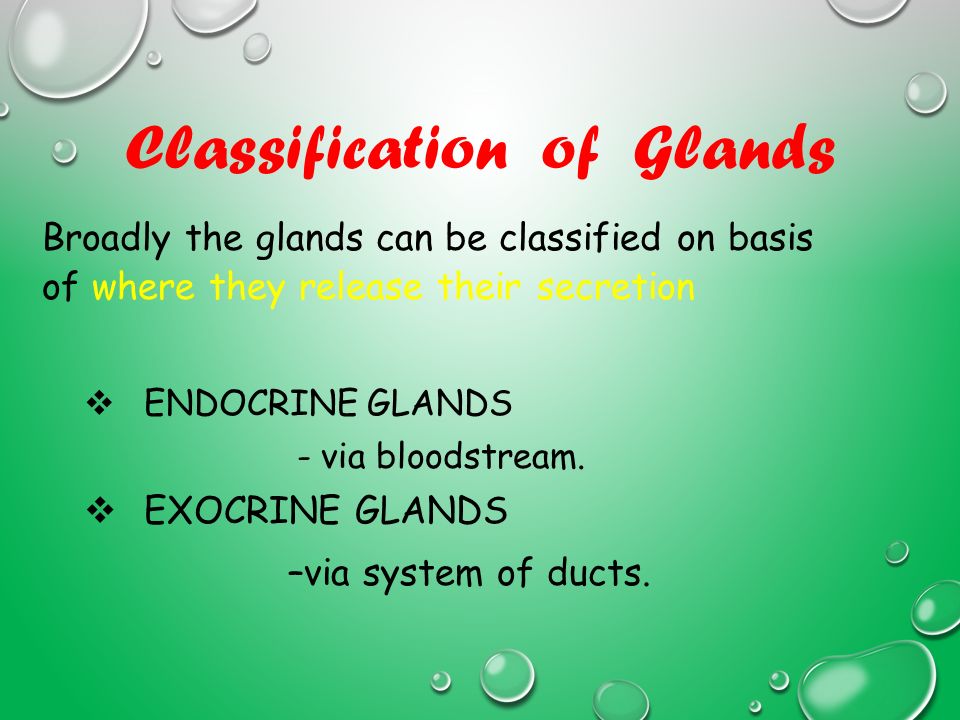 Exocrine Gland Ppt Download Exocrine Gland Ppt Download