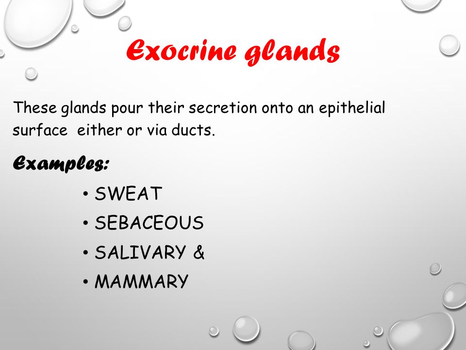 Exocrine Gland Ppt Download Exocrine Gland Ppt Download