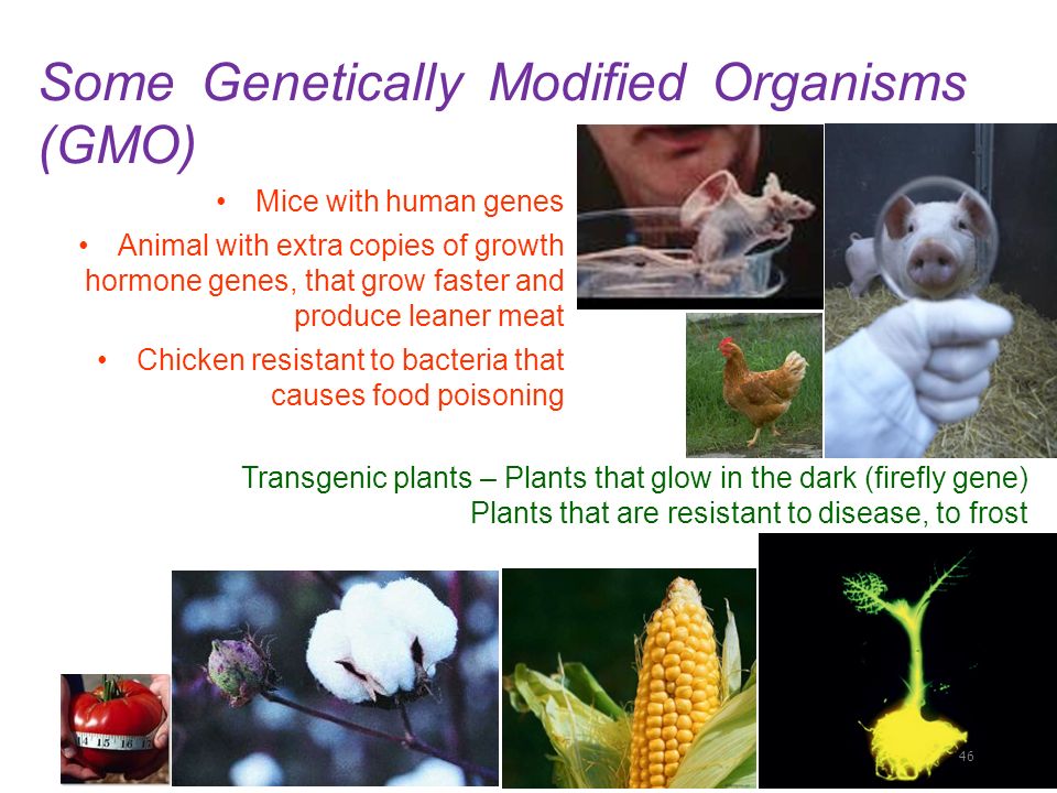 Introduction to Biotechnology- Overview - ppt video online download