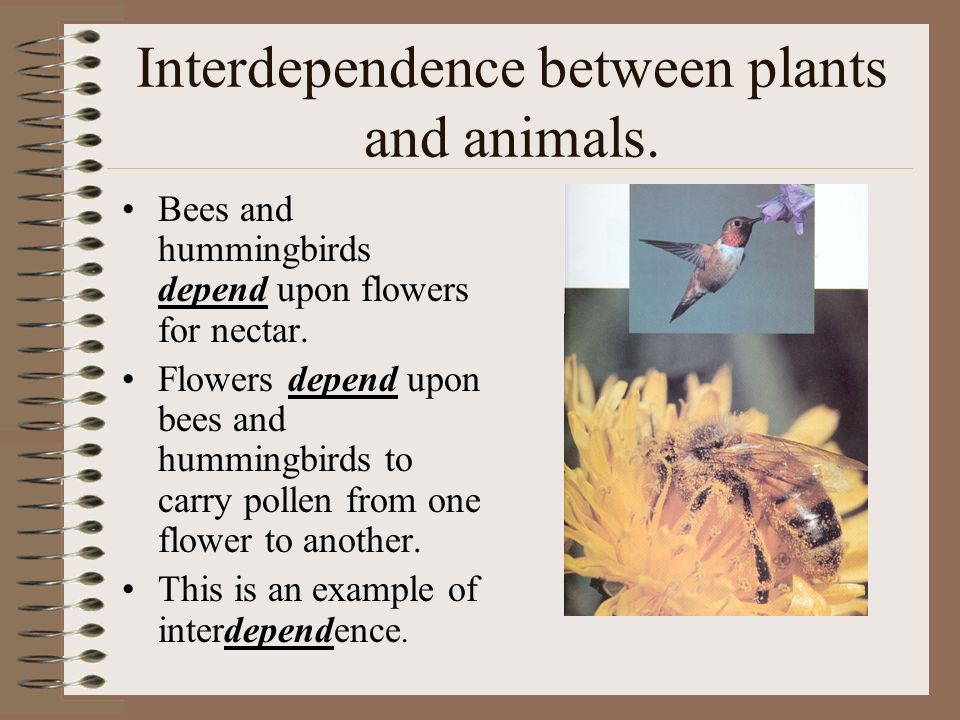 Animal Adaptations and Interactions - ppt video online download