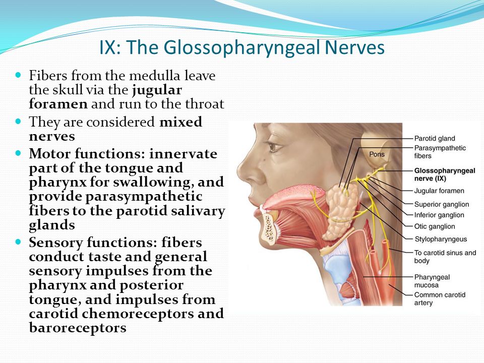 Языкоглоточный нерв. Освобождение нерва латынь